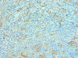 G3BP1 / G3BP Antibody - Immunohistochemistry of paraffin-embedded human tonsil tissue using G3BP1 Antibody dilution 1:100