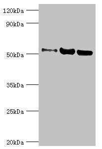 G3BP1 / G3BP Antibody - Western blot All lanes: Carbonic anhydrase 1 antibody at 2µg/ml Lane 1: HepG2 whole cell lysate Lane 2: 293T whole cell lysate Lane 3: 293T whole cell lysate Secondary Goat polyclonal to rabbit IgG at 1/10000 dilution Predicted band size: 53, 14 kDa Observed band size: 53 kDa