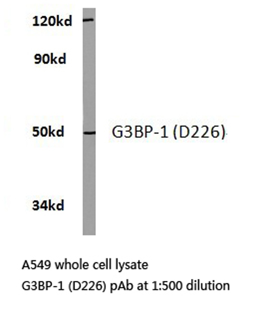 G3BP1 / G3BP Antibody - Western blot of G3BP-1 (D226) pAb in extracts from A549 cells.