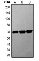 G3BP1 / G3BP Antibody - Western blot analysis of G3BP1 expression in A549 (A); mouse heart (B); rat heart (C) whole cell lysates.