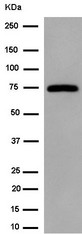 G3BP1 / G3BP Antibody - Western blot analysis of G3BP-1 expression in 293 whole cells lysates