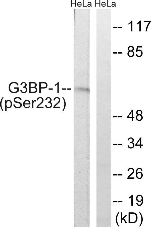 G3BP1 / G3BP Antibody - Western blot analysis of extracts from HeLa cells, using G3BP-1 (Phospho-Ser232) Antibody. The lane on the right is treated with the synthesized peptide.