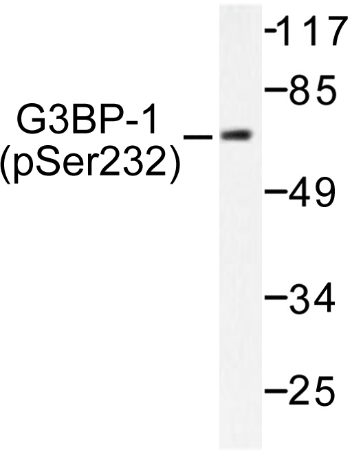 G3BP1 / G3BP Antibody - Western blot of p-G3BP-1 (S232) pAb in extracts from COS7 cells.
