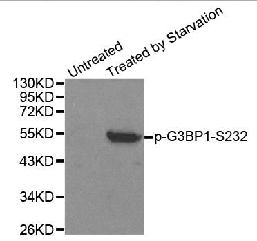 G3BP1 / G3BP Antibody - Western blot analysis of extracts from 293 cells.