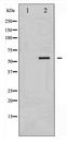 G3BP1 / G3BP Antibody - Western blot of G3BP-1 phosphorylation expression in 293 whole cell lysates,The lane on the left is treated with the antigen-specific peptide.
