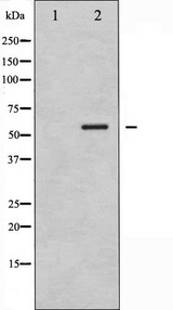 G3BP1 / G3BP Antibody - Western blot analysis of G3BP-1 phosphorylation expression in 293 whole cells lysates. The lane on the left is treated with the antigen-specific peptide.