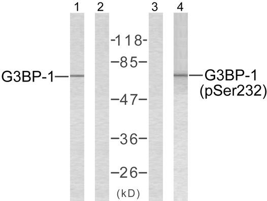 G3BP1 / G3BP Antibody - Western blot analysis of extracts from 293 cells using G3BP-1 (Ab-232) antibody (Line 1 and 2) and G3BP-1 (phospho-Ser232) antibody (Line 3 and 4).