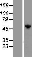 G3BP1 / G3BP Protein - Western validation with an anti-DDK antibody * L: Control HEK293 lysate R: Over-expression lysate