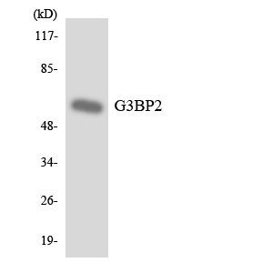 G3BP2 Antibody - Western blot analysis of the lysates from HeLa cells using G3BP2 antibody.