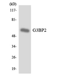 G3BP2 Antibody - Western blot analysis of the lysates from HeLa cells using G3BP2 antibody.