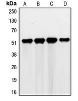 G3BP2 Antibody - Western blot analysis of G3BP2 expression in HEK293T (A); RT4 (B); Jurkat (C); K562 (D) whole cell lysates.
