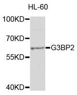 G3BP2 Antibody - Western blot analysis of extracts of HL-60 cells.