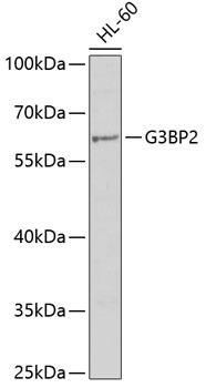 G3BP2 Antibody - Western blot analysis of extracts of HL-60 cells using G3BP2 Polyclonal Antibody at dilution of 1:1000.