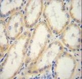 G6PC / Glucose-6-Phosphatase Antibody - G6PC Antibody immunohistochemistry of formalin-fixed and paraffin-embedded human kidney tissue followed by peroxidase-conjugated secondary antibody and DAB staining.