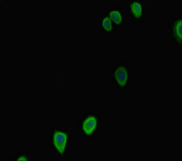G6PC2 Antibody - Immunofluorescent analysis of HepG-2 cells diluted at 1:100 and Alexa Fluor 488-congugated AffiniPure Goat Anti-Rabbit IgG(H+L)