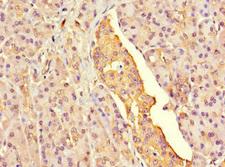 G6PC2 Antibody - Immunohistochemistry of paraffin-embedded human pancreatic tissue at dilution 1:100