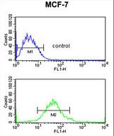 G6PD Antibody - G6PD Antibody flow cytometry of MCF-7 cells (bottom histogram) compared to a negative control cell (top histogram). FITC-conjugated goat-anti-rabbit secondary antibodies were used for the analysis.