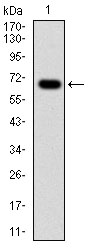 G6PD Antibody - Western blot using G6PD monoclonal antibody against human G6PD (AA: 275-515) recombinant protein.(Expected MW is 53.1 kDa)