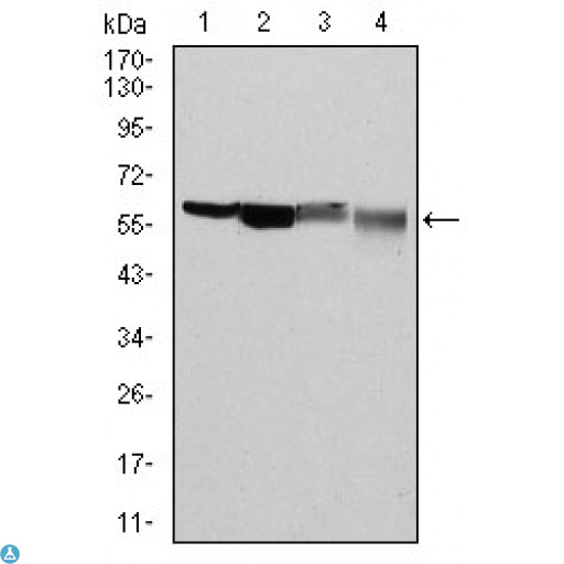 G6PD Antibody - Western Blot (WB) analysis using G6PD Monoclonal Antibody against HeLa (1), MCF-7 (2), Jurkat (3) and K562 (4) cell lysate.