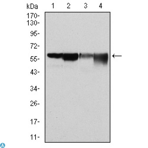 G6PD Antibody - Western Blot (WB) analysis using G6PD Monoclonal Antibody against HeLa (1), MCF-7 (2), Jurkat (3) and K562 (4) cell lysate.
