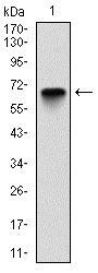 G6PDH Antibody - Western Blot: Glucose 6 Phosphate Dehydrogenase Antibody (2H7) - Western blot analysis using Glucose 6 Phosphate Dehydrogenase mAb against human Glucose 6 Phosphate Dehydrogenase (AA: 275-515) recombinant protein. (Expected MW is 53.1 kDa)