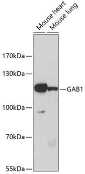 GAB1 Antibody - Western blot analysis of extracts of various cell lines using GAB1 Polyclonal Antibody at dilution of 1:1000.