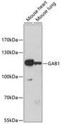 GAB1 Antibody - Western blot analysis of extracts of various cell lines using GAB1 Polyclonal Antibody at dilution of 1:1000.