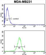 GAB2 Antibody - GAB2 Antibody flow cytometry of MDA-MB231 cells (bottom histogram) compared to a negative control cell (top histogram). FITC-conjugated goat-anti-rabbit secondary antibodies were used for the analysis.