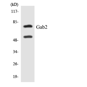 GAB2 Antibody - Western blot analysis of the lysates from RAW264.7cells using Gab2 antibody.