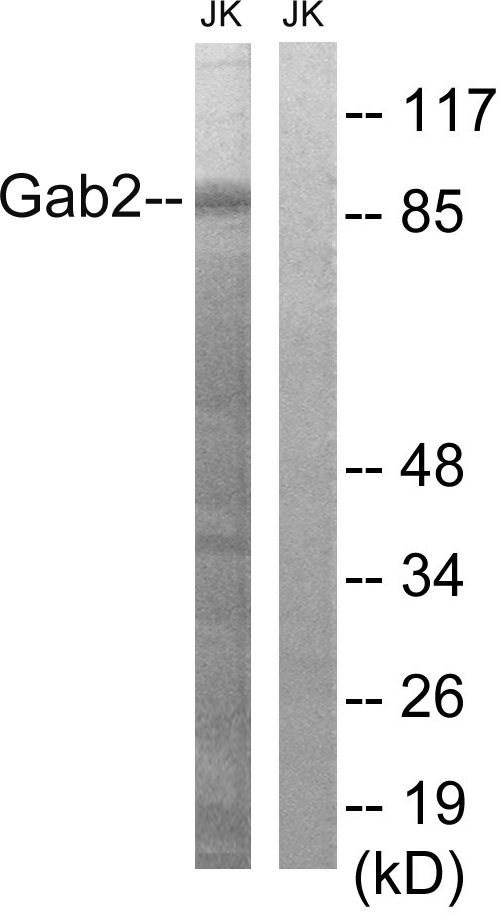 GAB2 Antibody - Western blot analysis of lysates from Jurkat cells, using Gab2 Antibody. The lane on the right is blocked with the synthesized peptide.
