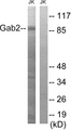 GAB2 Antibody - Western blot analysis of lysates from Jurkat cells, using Gab2 Antibody. The lane on the right is blocked with the synthesized peptide.