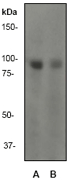 GAB2 Antibody - Western blot of anti-Gab2 antibody, dilution 1:500. A: K562 B: MCF-7