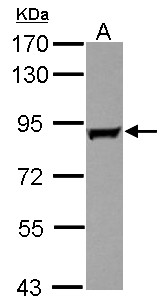 GAB2 Antibody - Sample (30 ug of whole cell lysate) A: U87-MG 7.5% SDS PAGE GAB2 antibody diluted at 1:1000