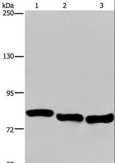 GAB2 Antibody - Western blot analysis of A549, HeLa and K562 cell, using GAB2 Polyclonal Antibody at dilution of 1:300.