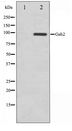 GAB2 Antibody - Western blot of HT29 cell lysate using Gab2 Antibody