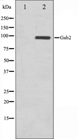 GAB2 Antibody - Western blot analysis on HT29 cell lysates using Gab2 antibody. The lane on the left is treated with the antigen-specific peptide.