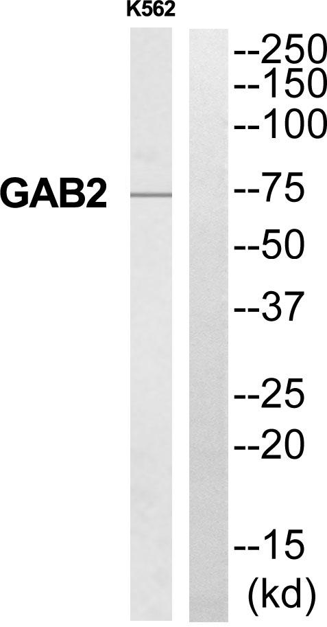 GAB2 Antibody - Western blot analysis of extracts from K562 cells, using GAB2 antibody.