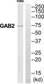 GAB2 Antibody - Western blot analysis of extracts from K562 cells, using GAB2 antibody.