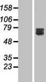 GAB2 Protein - Western validation with an anti-DDK antibody * L: Control HEK293 lysate R: Over-expression lysate