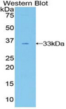 GAB3 Antibody - Western blot of recombinant GAB3.  This image was taken for the unconjugated form of this product. Other forms have not been tested.