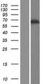 GAB3 Protein - Western validation with an anti-DDK antibody * L: Control HEK293 lysate R: Over-expression lysate