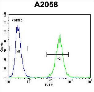 GAB4 Antibody - GAB4 Antibody flow cytometry of A2058 cells (right histogram) compared to a negative control cell (left histogram). FITC-conjugated goat-anti-rabbit secondary antibodies were used for the analysis.