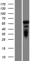 GAB4 Protein - Western validation with an anti-DDK antibody * L: Control HEK293 lysate R: Over-expression lysate