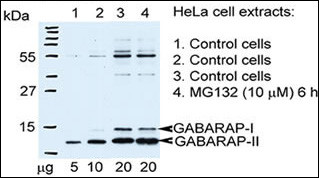 GABARAP Antibody - Rabbit anti-GABARAP 1:1000 dilution in 5% skimmed milk powder. Secondary antibody goat anti-rabbit-HRP ECL detection 30 sec on X-ray film.