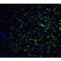 GABARAP Antibody - Immunofluorescence of GABARAP in mouse brain tissue with GABARAP Antibodyat 20 µg/mL. Green: GABARAP antibody  Red: Phylloidin staining Blue: DAPI staining