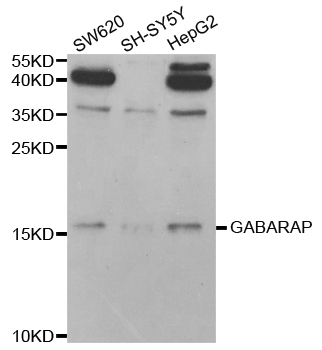 GABARAP Antibody - Western blot analysis of extracts of various cell lines.