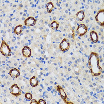 GABARAP Antibody - Immunohistochemistry of paraffin-embedded rat kidney tissue.