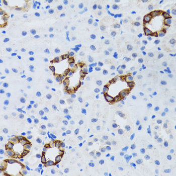 GABARAP Antibody - Immunohistochemistry of paraffin-embedded mouse kidney tissue.