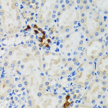 GABARAP Antibody - Immunohistochemistry of paraffin-embedded mouse kidney using GABARAP antibody at dilution of 1:100 (40x lens).