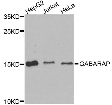 GABARAP Antibody - Western blot analysis of extracts of various cell lines, using GABARAP antibody at 1:1000 dilution. The secondary antibody used was an HRP Goat Anti-Rabbit IgG (H+L) at 1:10000 dilution. Lysates were loaded 25ug per lane and 3% nonfat dry milk in TBST was used for blocking. An ECL Kit was used for detection and the exposure time was 90s.